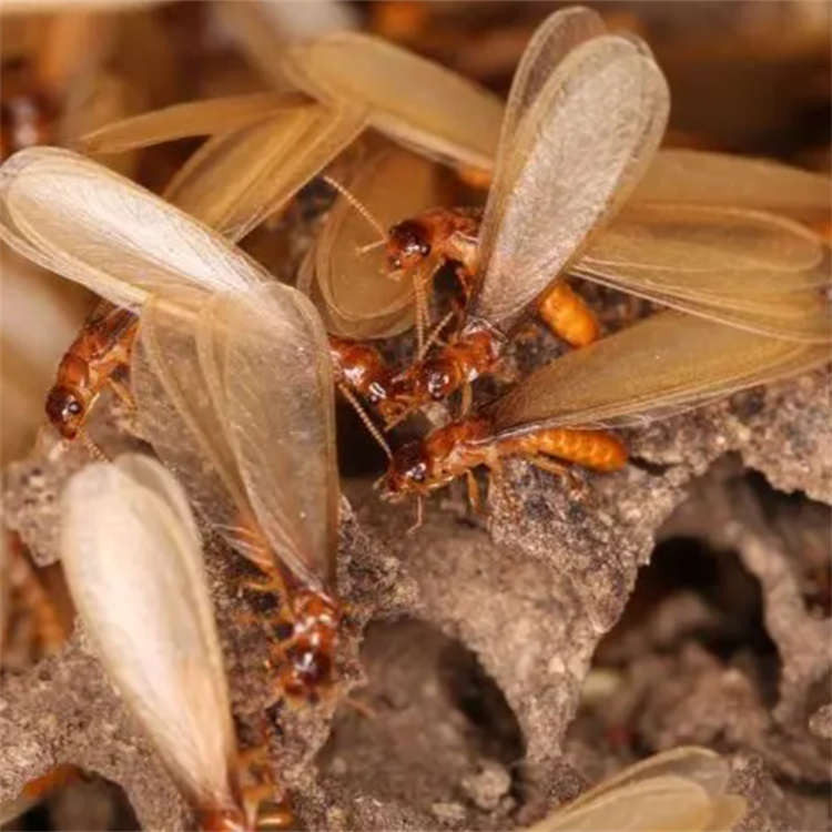 學(xué)校幼兒園除白蟻 成 都專業(yè)防蟲(chóng)治蟲(chóng)機(jī)構(gòu) 滅殺白蟻?lái)?xiàng)目工程