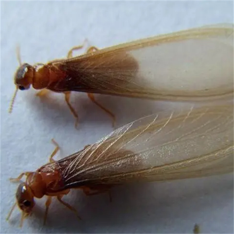 家庭滅白蟻?lái)?xiàng)目工程 園林綠化除蟻找防治中心