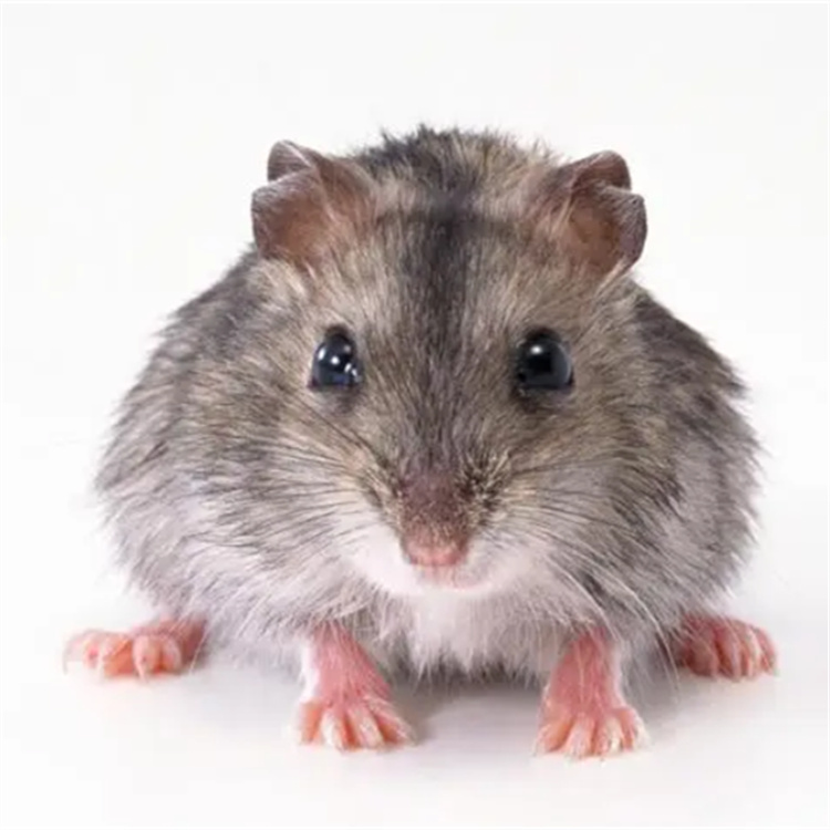 飯店滅鼠消殺施工項(xiàng)目 餐廳殺蟲(chóng)滅鼠 定制施工 專業(yè)消殺