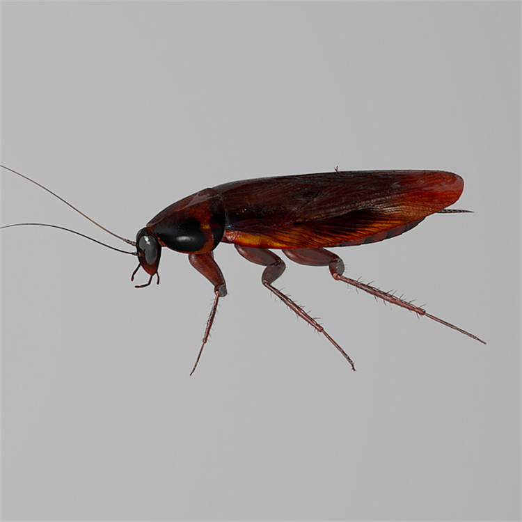 上門除蟲(chóng)工程殺蟲(chóng)除蟑螂服務(wù)專業(yè)滅蟲(chóng)滅蟑螂鼠家用蒼蠅蟲(chóng)控