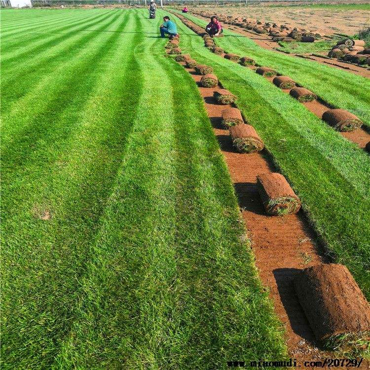 混播草坪 耐寒耐旱 園區(qū)美化道路建設工業(yè)綠化  適應能力強
