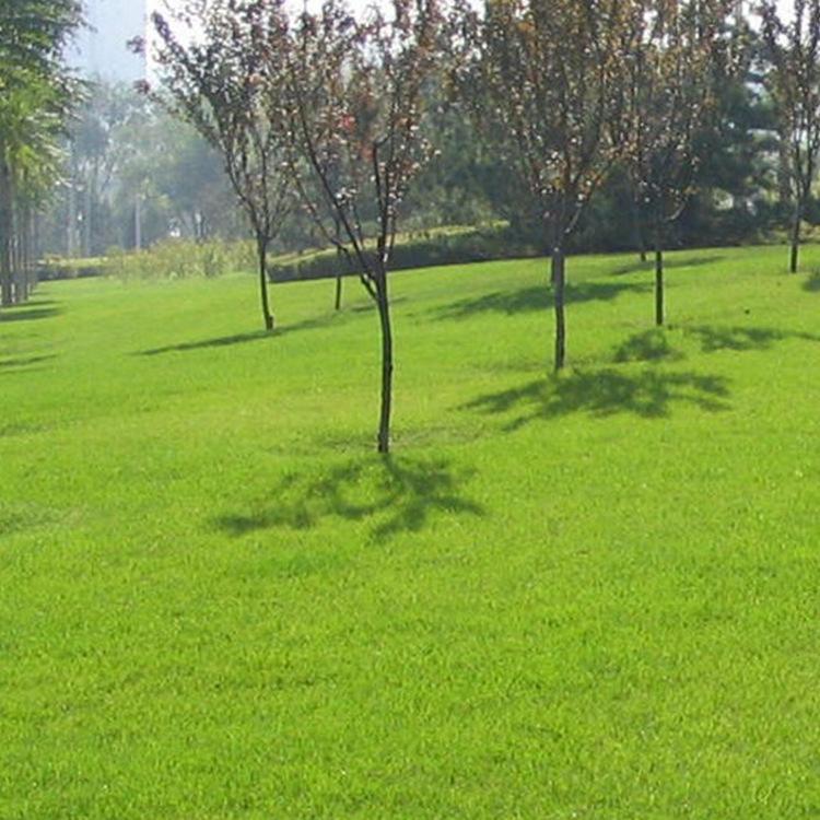 剪股穎 草坪種子 易修剪 質量優(yōu) 耐寒耐踐踏草坪種子