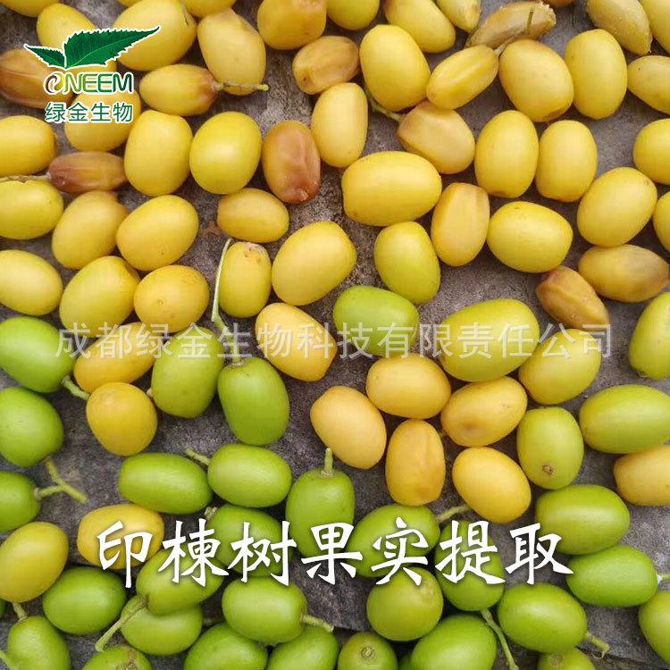 40%左右純度印楝素母藥粉劑 印楝原料供應 綠金生物