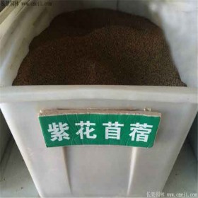 四川苜蓿 牧草 綠化護(hù)坡 紫花苜蓿 草籽 種子批發(fā)價(jià)格