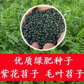 成都毛苕子種子 長(zhǎng)柔毛野豌豆種子 毛苕子種植方法果園綠肥種子