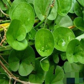 馬蹄金 草坪 護(hù)坡綠化 馬蹄金種籽 種子批發(fā)