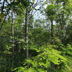 刺槐種子批發(fā) 槐樹種子 刺槐樹籽價(jià)格 綠牧天下