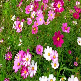 成都格桑花 花種售賣 觀賞花卉易成活種子出售