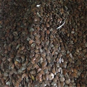 護坡灌木種子 銀合歡 綠化種植草籽 綠牧天下