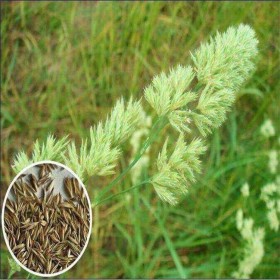 批發(fā)供應(yīng)鴨茅種子