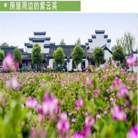 紫云英種子 紫云英價(jià)格 種子批發(fā)紫云英 綠牧天下種業(yè)