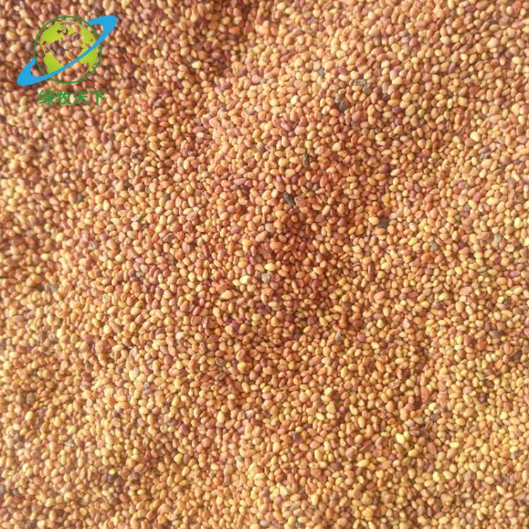 基地批發(fā)供應(yīng) 紅花三葉草草坪種子 降三葉種子 紅三葉草草籽