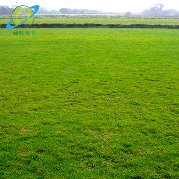 四川批發(fā)供應(yīng)結(jié)摟草與狗芽根 結(jié)縷草馬尼拉 結(jié)縷草暖季型 結(jié)摟草批發(fā)