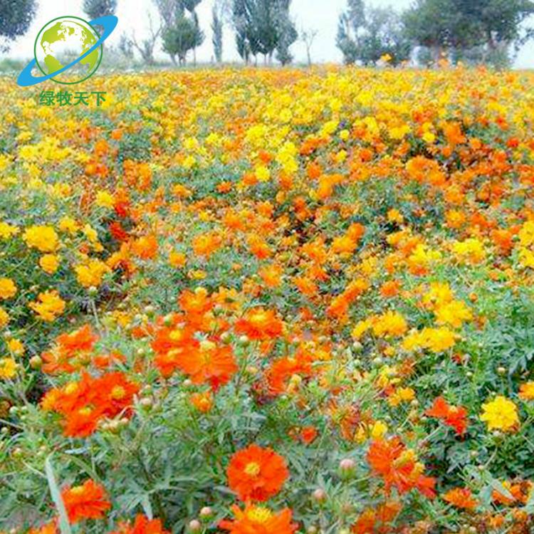 批發(fā)供應(yīng)花卉硫華菊、萬(wàn)壽菊、金雞菊 、波斯菊?qǐng)@藝花卉量大優(yōu)惠