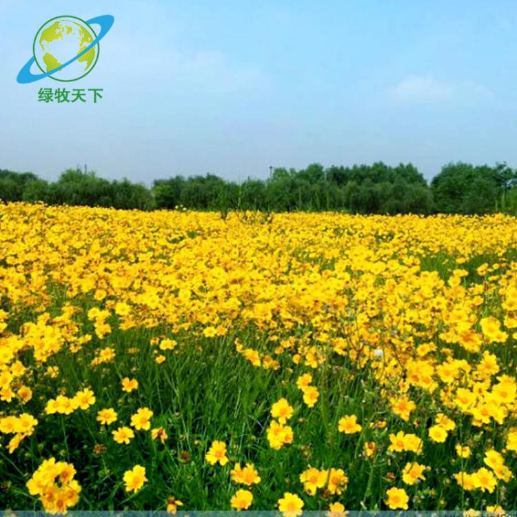 批發(fā)大花金雞菊 工程用草花 觀賞花卉 種子 草坪花卉