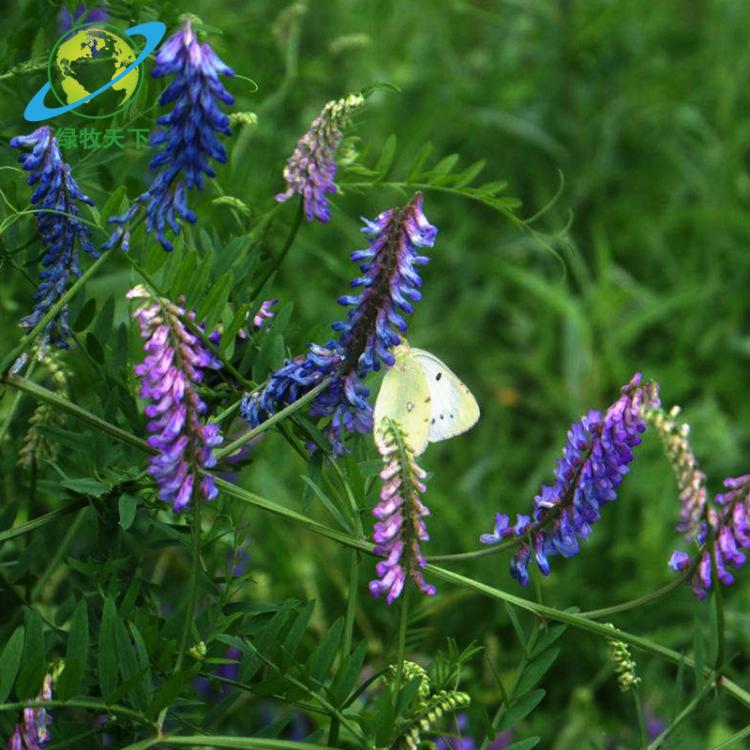 基地銷售牧草種子 光葉紫花苕種子 毛葉苕子稀毛苕子種子量大更優(yōu)