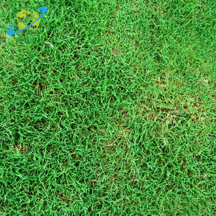 批發(fā)供應(yīng)草坪種子 剪股穎草坪種子 耐寒耐旱 護(hù)坡型 冷季型剪股穎