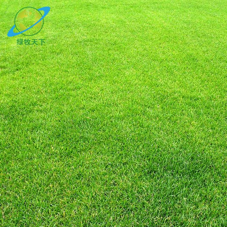 早熟禾肯塔基草籽 景觀庭院草坪種子耐蔭抗熱草種子