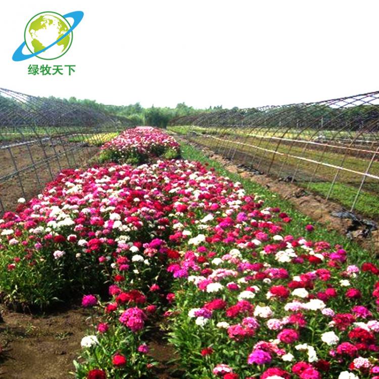 綠植盆栽種子陽(yáng)臺(tái)花草盆栽五彩石竹種子 綠牧天下