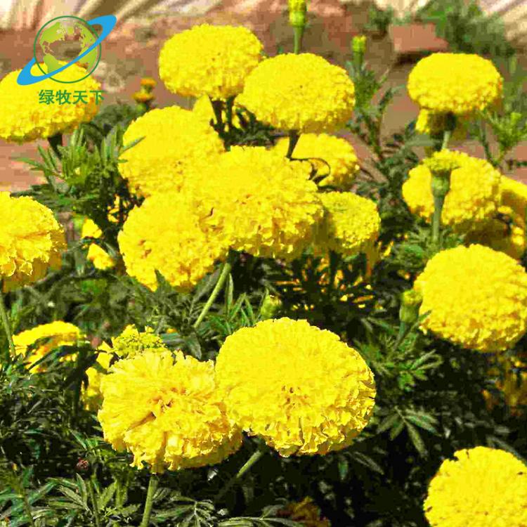 庭園藝用花種子 萬(wàn)壽菊 金雞菊 硫華菊 波斯菊盆栽花種子