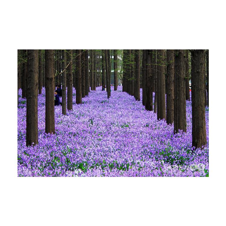 批發(fā)銷售花卉種子二月蘭、二月藍、 諸葛菜各種花卉種子批發(fā)