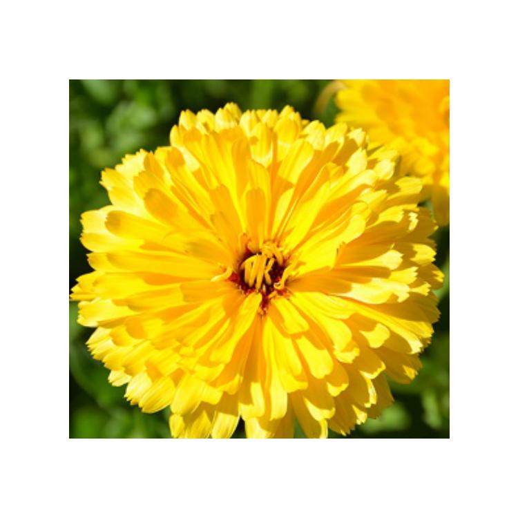 批發(fā)銷售花卉種子金盞菊、長(zhǎng)生花、黃金盞花卉種子批發(fā)