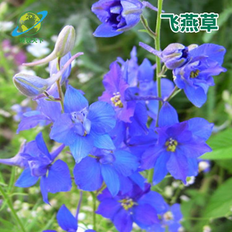 廠家供應(yīng) 飛燕草花卉種子 花園花帶鮮花種子批發(fā)供應(yīng)