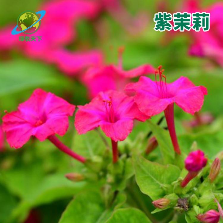紫茉莉花種子混色紫茉莉地雷花陽(yáng)臺(tái)易種盆栽五彩香茉莉種子