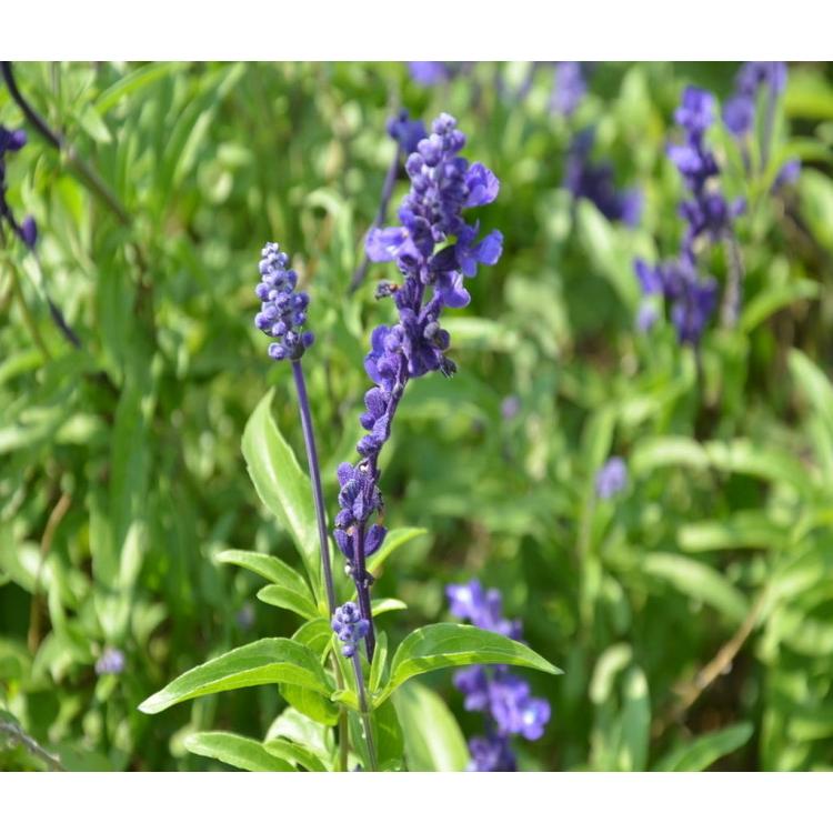 批發(fā)花卉海組合藍(lán)粉色鼠尾草