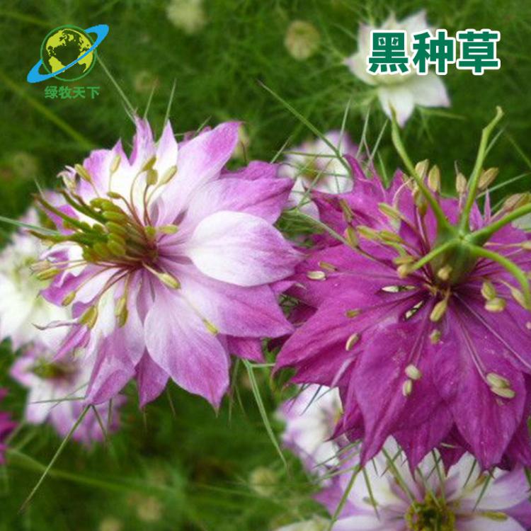 黑種草 花期長(zhǎng)室內(nèi)裝飾節(jié)日富貴濃情家居擺設(shè) 配花配葉