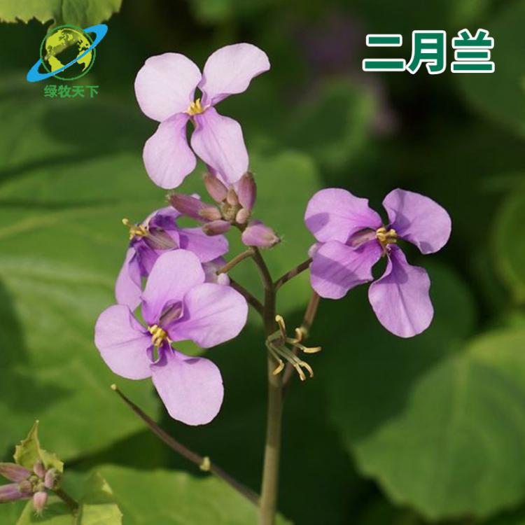 硫華菊格?；ㄒ盎ńM合二月蘭月見(jiàn)草虞美人鼠尾草花種草籽