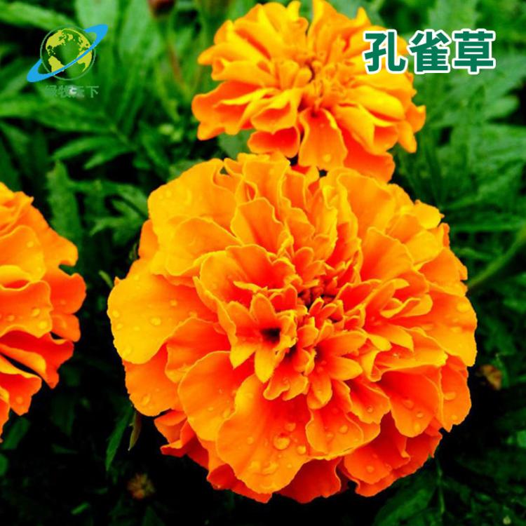 批發(fā)孔雀草種子花草花種子春播草花卉植物盆栽景觀工程園林種子