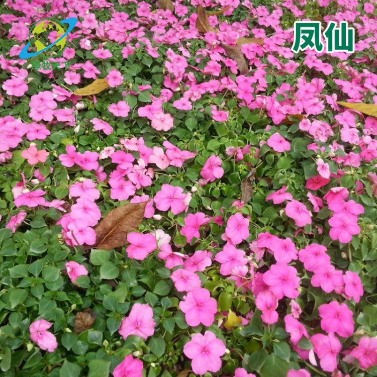 批發(fā)茶花鳳仙觀賞植物易種植 茶花種子批發(fā) 種子價格