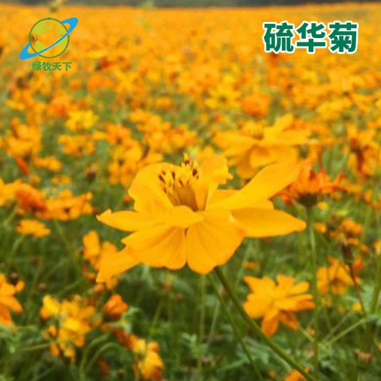 批發(fā)供應(yīng)園藝花卉四季播種麥仙翁種子