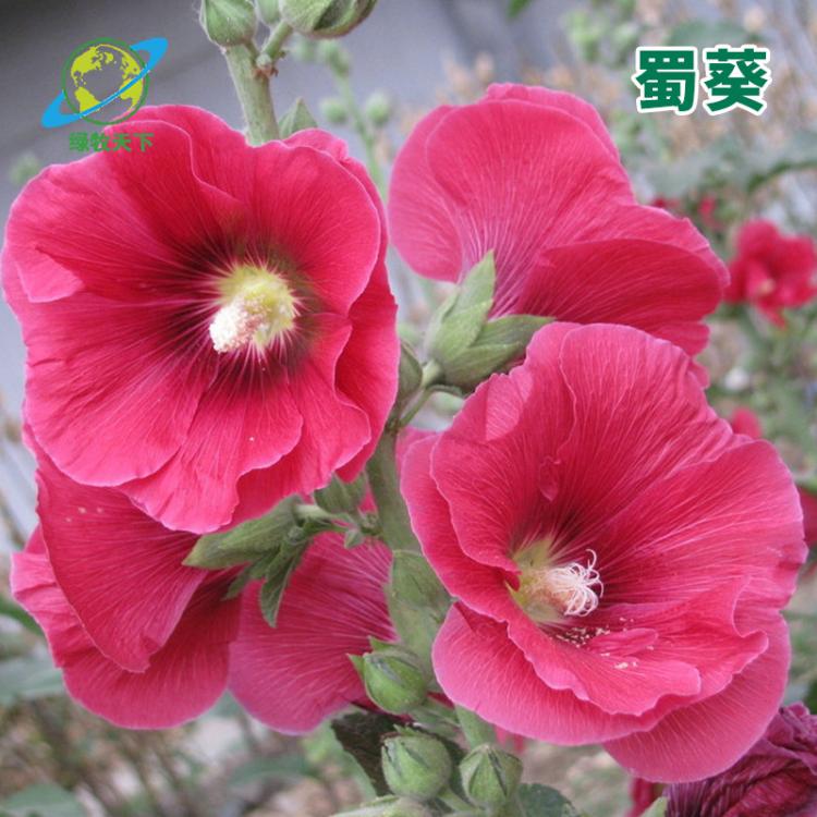蜀葵花種子苗四季種開花秋季秋天陽(yáng)臺(tái)室內(nèi)花卉植物種子