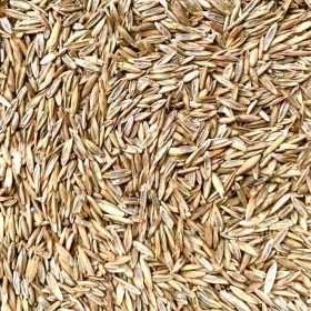 批發(fā)牧草種子 紫花苜蓿草籽 綠化種子批發(fā)價(jià)格