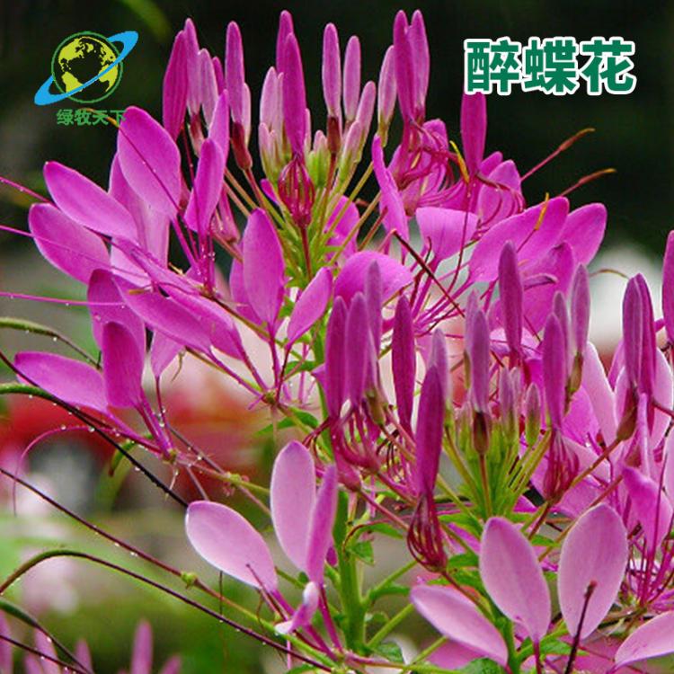 花卉種子 醉蝶花種子 景觀園林種子 醉蝶花 家庭綠化種子批發(fā)