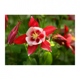 批發(fā)銷(xiāo)售耬斗菜、貓爪花花卉各種花卉種子批發(fā)