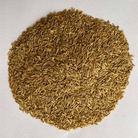 批發(fā)牧草種子 多年生黑麥草 黑麥草種子 耐寒耐旱草坪 首相種子