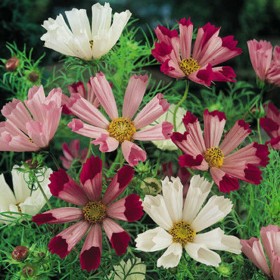 四川波斯菊種子 觀賞花卉 波斯菊管狀種子 花種現(xiàn)貨出售