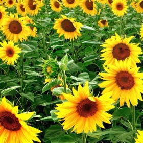 盆栽向日葵基地批發(fā) 觀賞向日葵