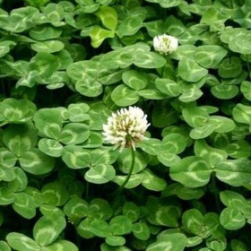 白三葉基地種子價格 多年生白三葉種子 白三葉草坪籽產(chǎn)地直銷