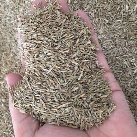 供應(yīng)多年生黑麥草牧草種子紐怡、維多利亞 批發(fā)牧草種子麥草種子