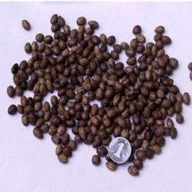 觀花種子紫茉莉、茉莉花地雷花種子胭脂花陽臺易種盆栽草花種子