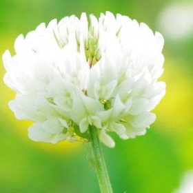 四川牧草種子 白三葉 草坪種子 白三葉種子 苗木