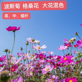四川波斯菊花種 觀賞花卉種子 格?；?草籽 綠牧倉庫現(xiàn)貨