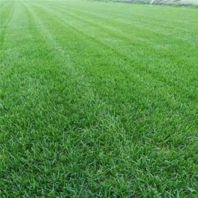 供應(yīng) 混播草皮 臺(tái)灣二號(hào) 馬尼拉 百慕達(dá)草皮種子 草籽