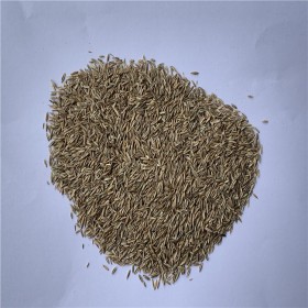 四川草皮供應(yīng) 混播草皮 臺(tái)灣二號(hào) 馬尼拉 百慕達(dá)草皮種子 草籽