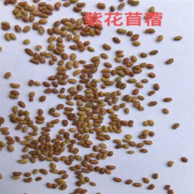 批發(fā)現(xiàn)貨牧草種子 進(jìn)口紫花苜蓿種子 綠化種子批發(fā)