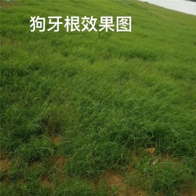 四川批發(fā)供應(yīng)狗芽根 種子批發(fā)價(jià)格 狗芽根草籽 種子批發(fā)